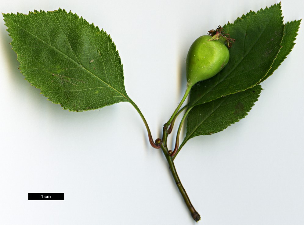 High resolution image: Family: Rosaceae - Genus: Crataegus - Taxon: intricata - SpeciesSub: var. rubella